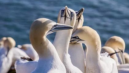 91豆，91豆花视频18