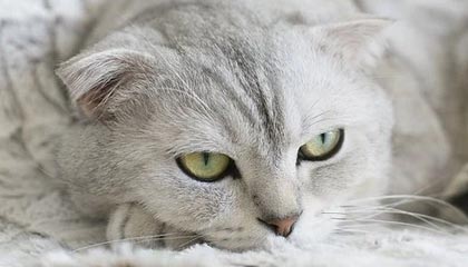 一分钟免费观看在线大全动漫，一分钟免费观看在线大全动漫电影